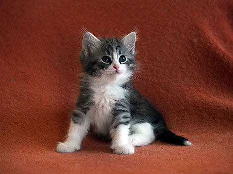 Ursa am 16. Februar 2026